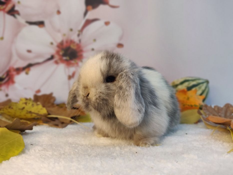 Króliczki domowe Mini Lop.