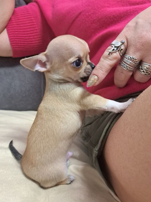 CHIHUAHUA Krótkowłosy