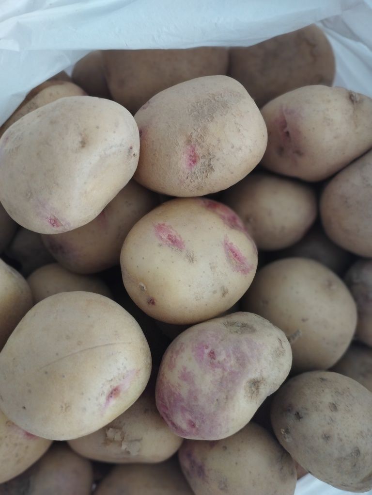 Batatas brancas ler o anúncio