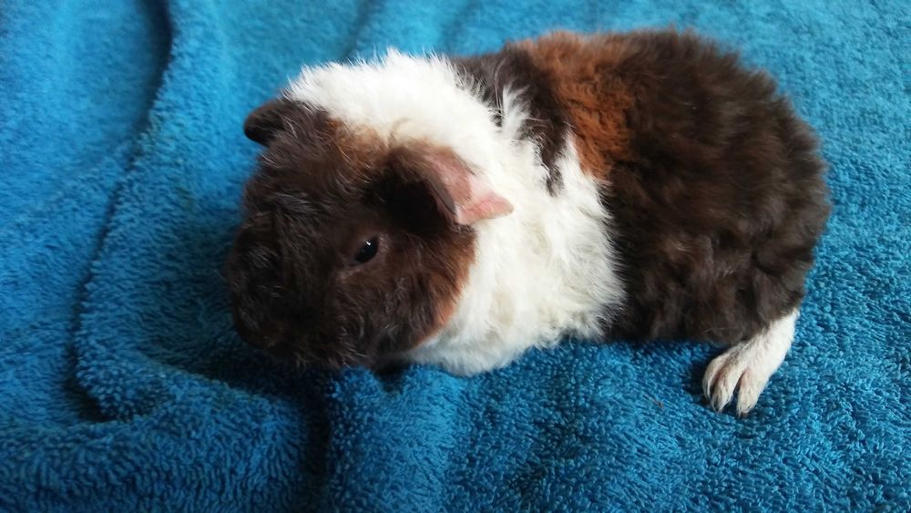 małe świnki morskie (teddy) - krótkowłose