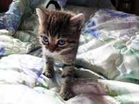 Крихітний смугастик котенятко Бодя, кіт 1,5 міс.