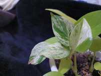 Epiprenum marble queen sadzonki