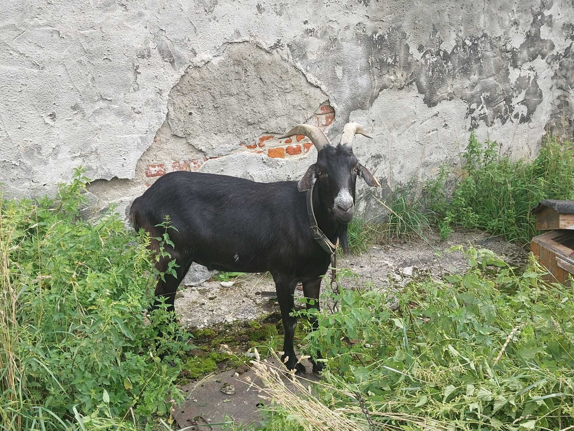 koza krzyżówka ras kóz