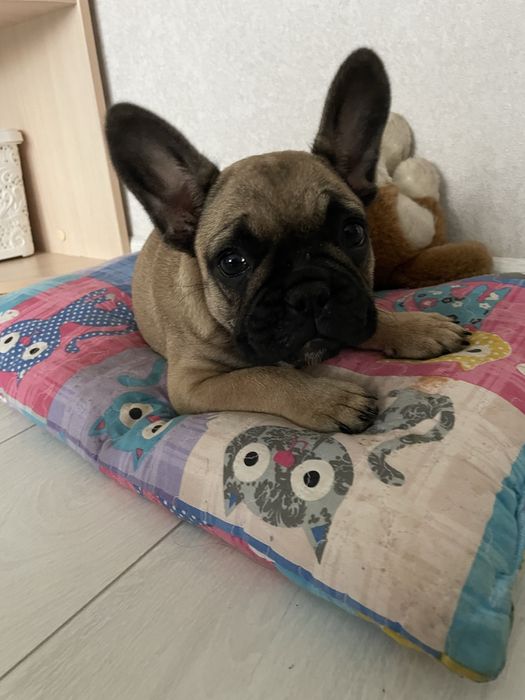 Французький бульдог