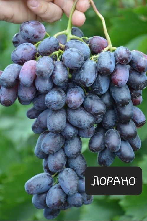 Саджанці винограду  Лорано