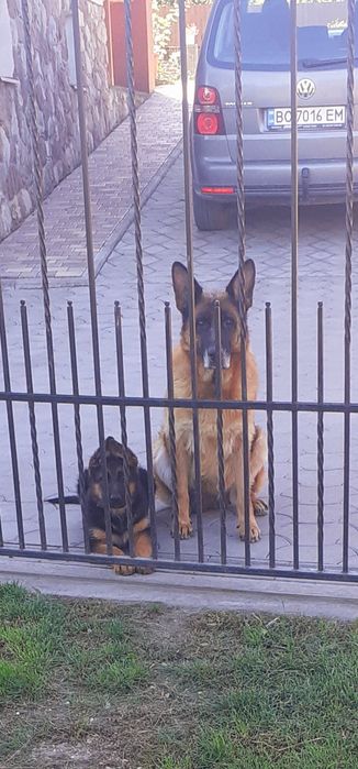 Німецька  вівчарка.