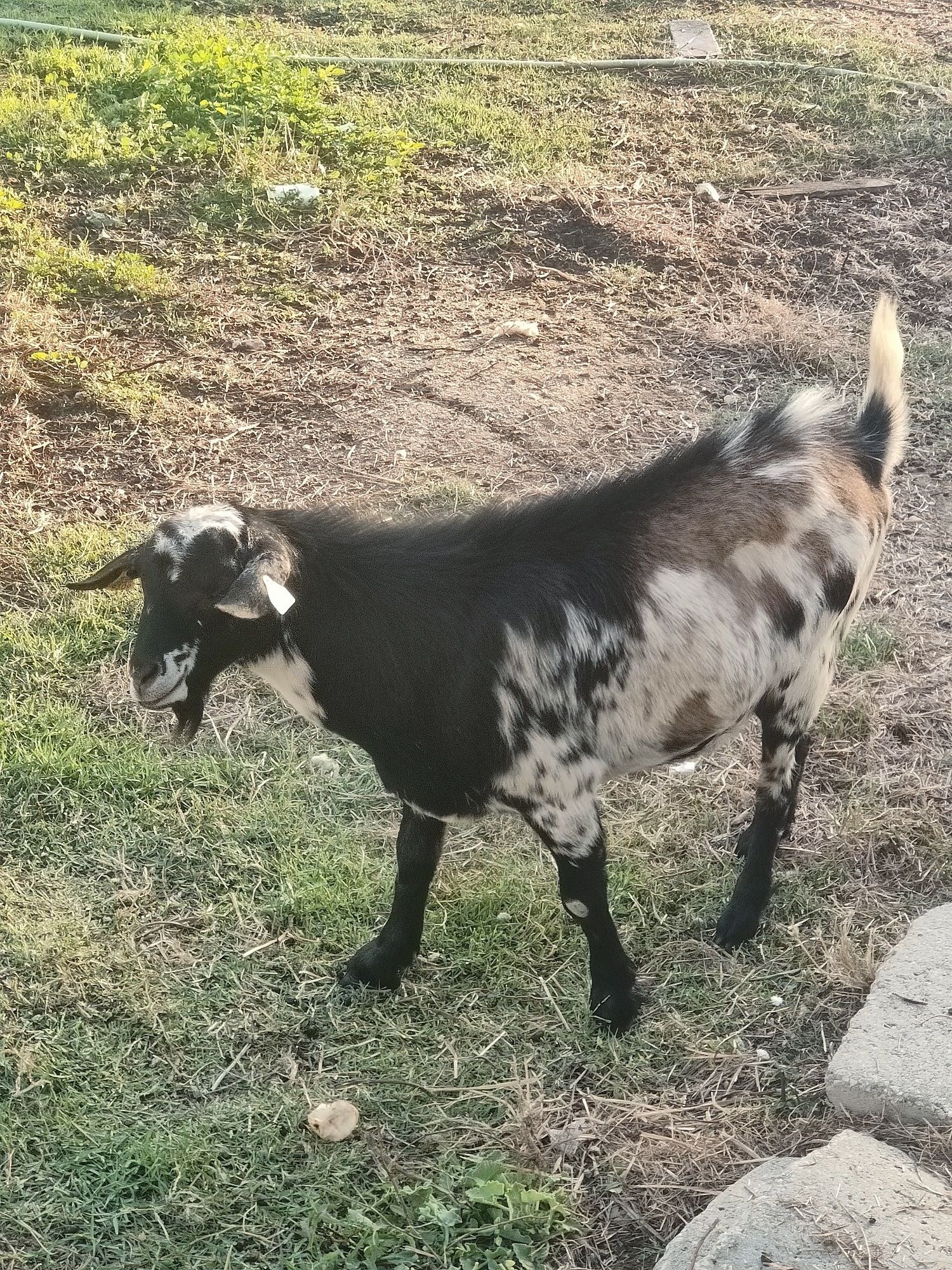 Cabrito mocho em Setúbal