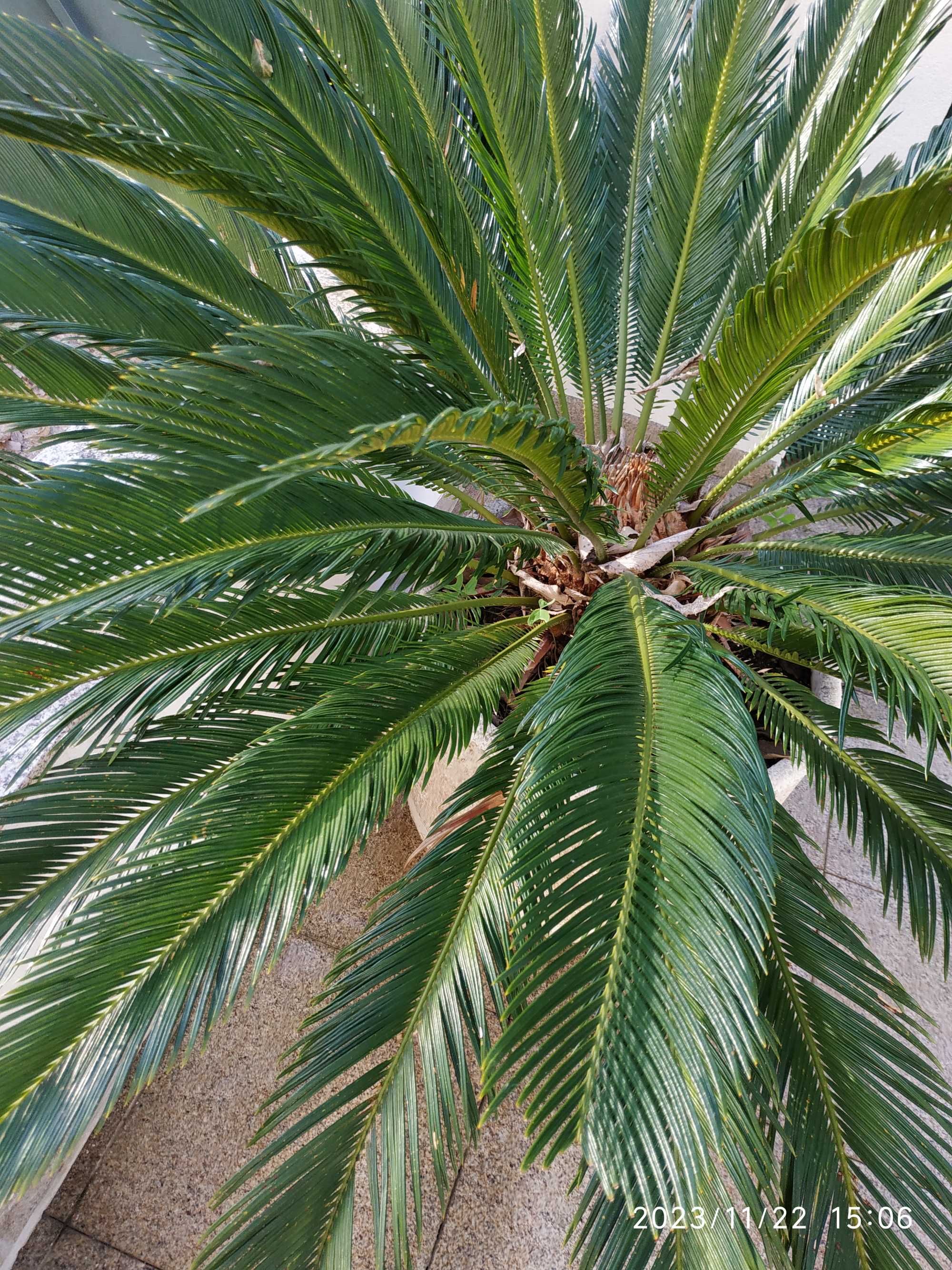 Planta Cica e Vaso em betão e marmorite