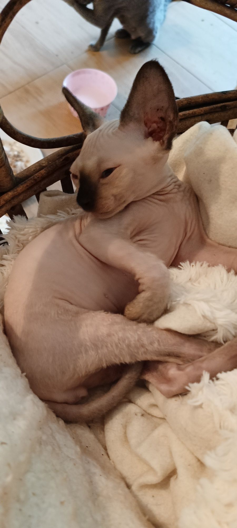 Devon Rex mały kotek