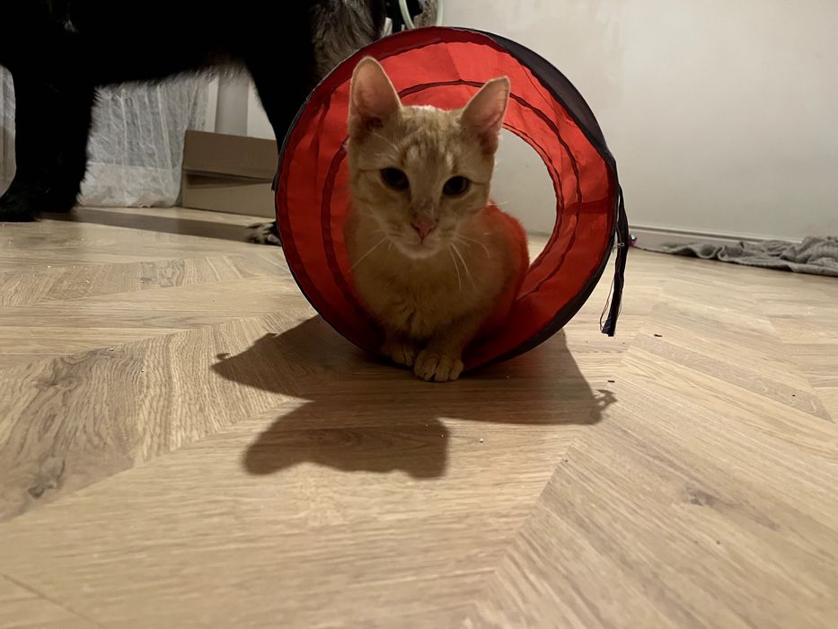 Mają 5 miesięcy i pilnie szukają domu! Mają coraz mniej czasu.