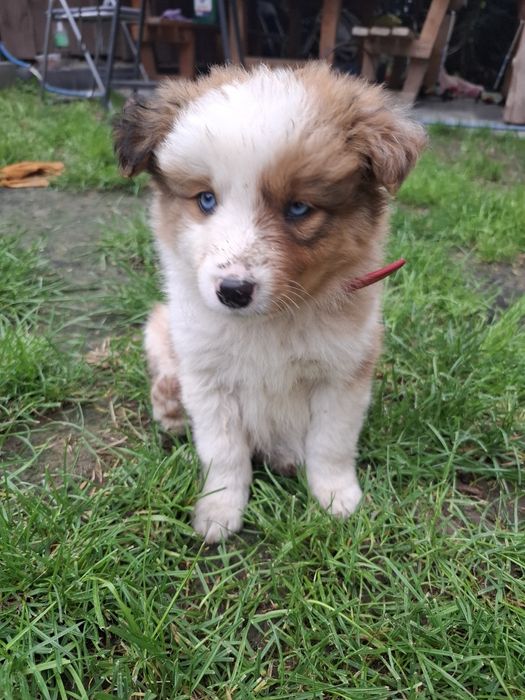 Szczeniak Border Collie Armani