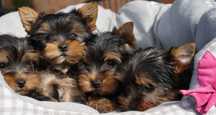 Yorkshire Terrier