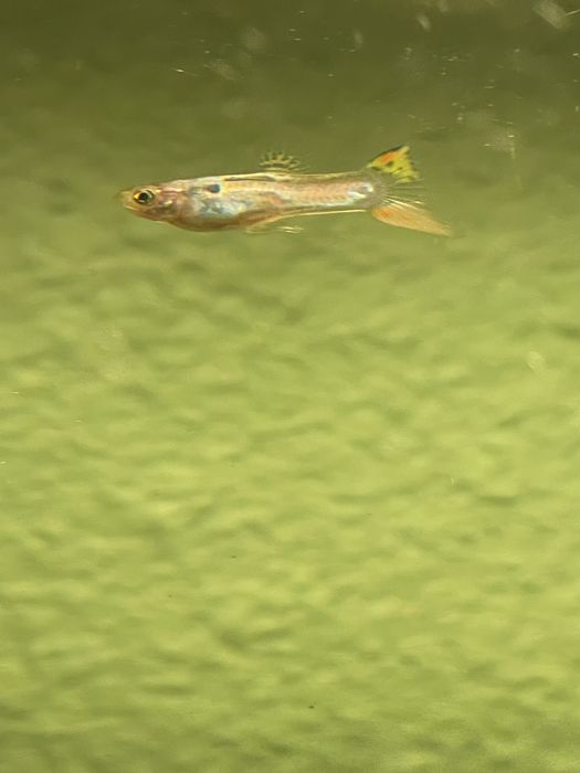 Gupiki ryby dorosłe