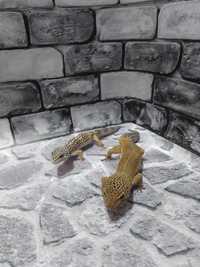 Пара леопардових геконів статевозрілі
