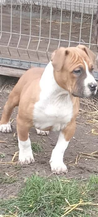 Szczeniak american staffordshire