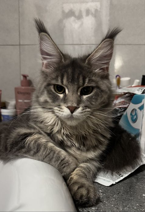 Kocurek Maine Coon