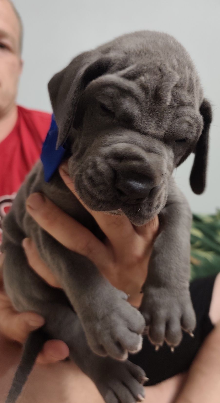 Dog niemiecki błękitny FCI