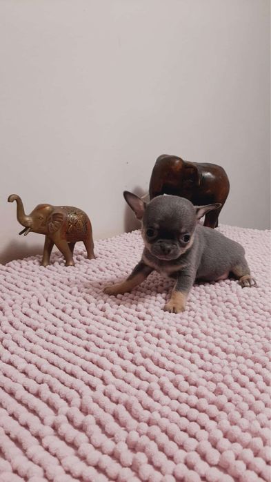 Sprzedam piękngo pieska rasy Chihuahua- chłopiec