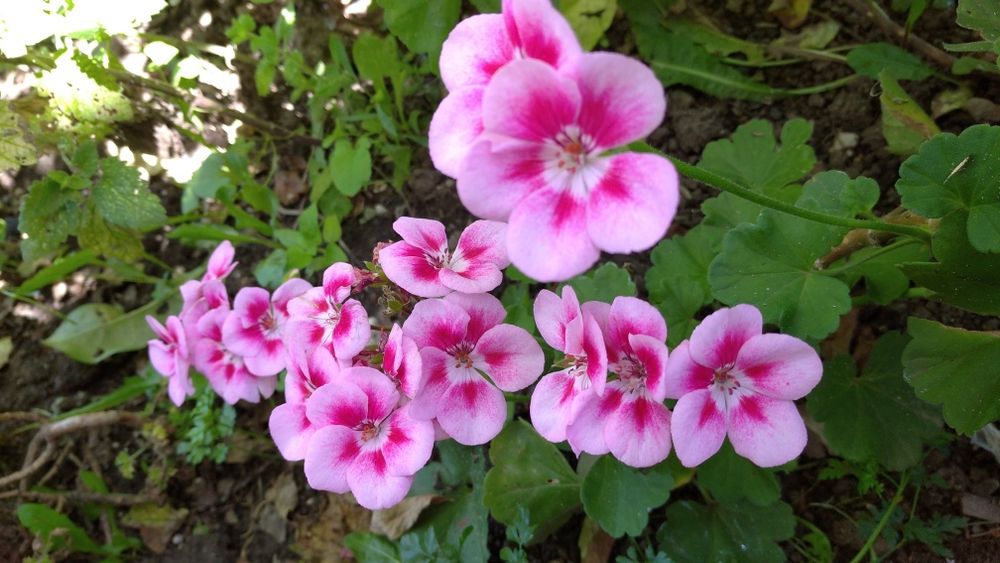 Пеларгонія рідкого забарвлення