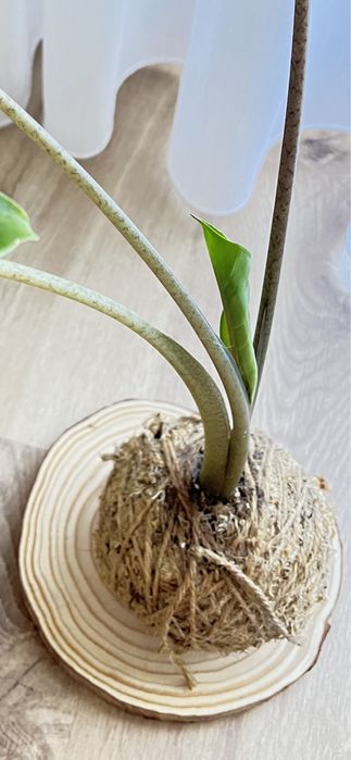 Kokedamas únicos e originais