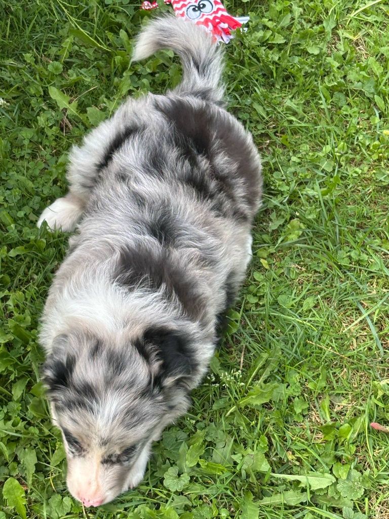 Border collie - piesek blue merle