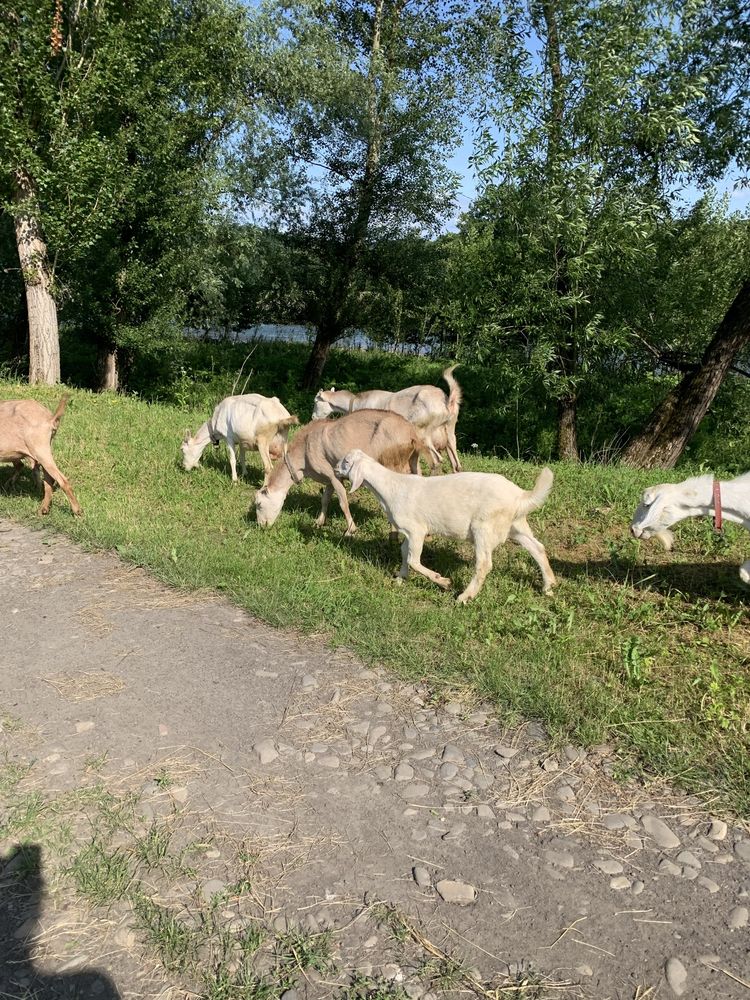 Кози, продам кози, нубійські кози, породисті кози, коза