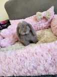 Mini Lop 100% do odbioru z KSIĄŻECZKĄ ZDROWIA I WYPRAWKĄ z hodowli
