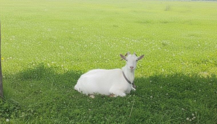 Продам  дійну козу