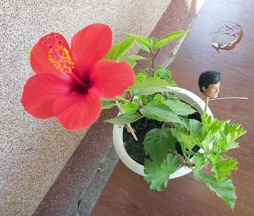 Гибискус китайский Китайская роза