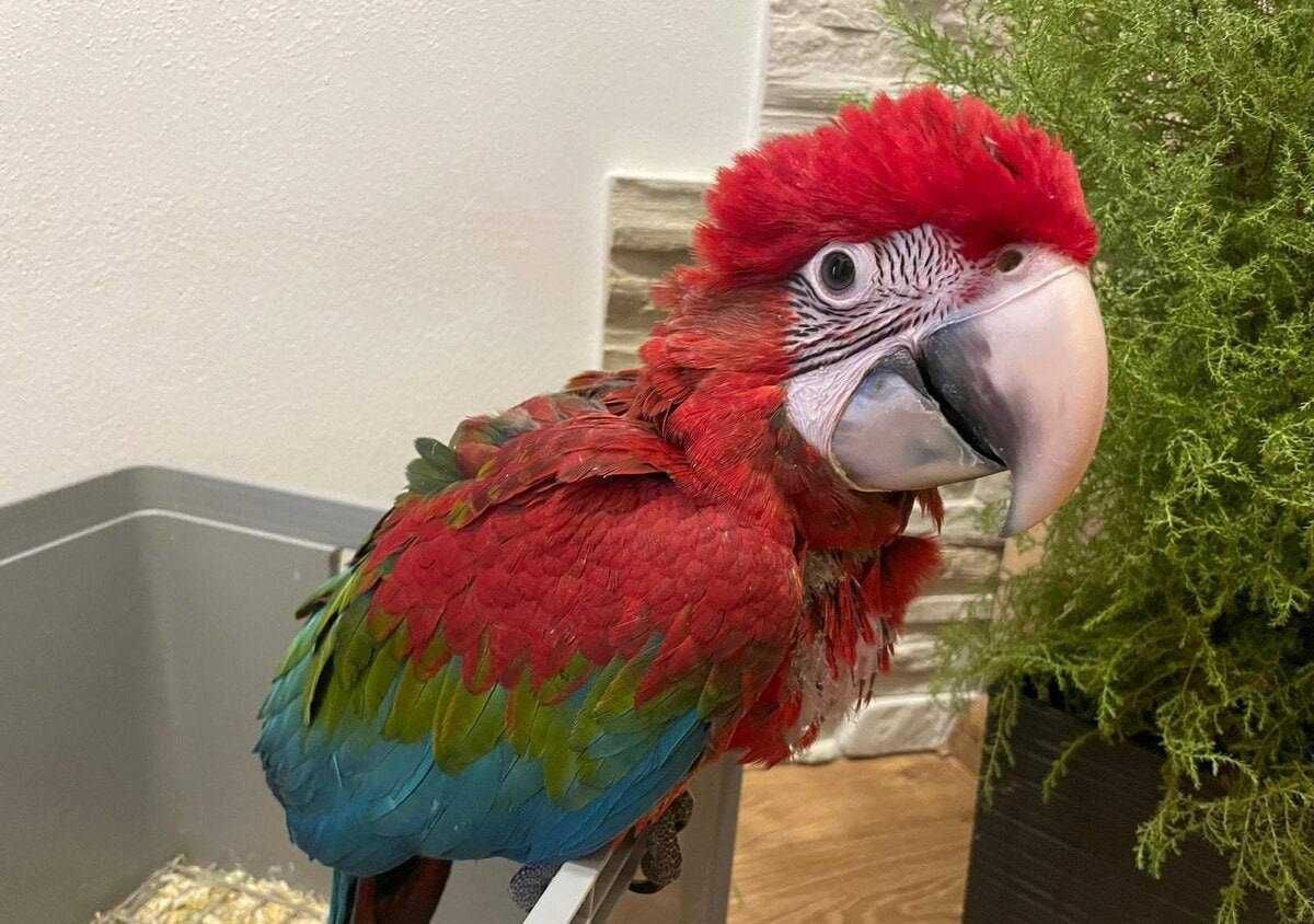Интеллектуальные, красивые попугаи Ара
