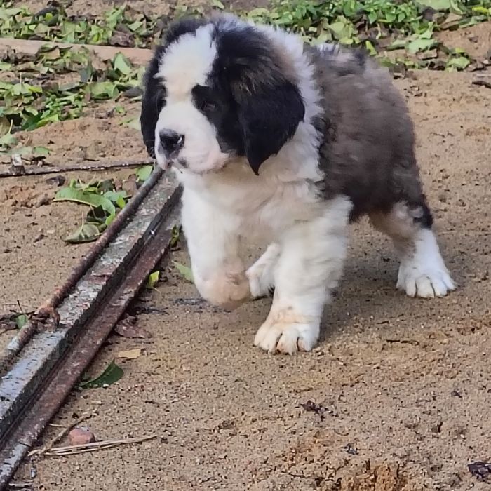 Bernardyn piesek długowłosy