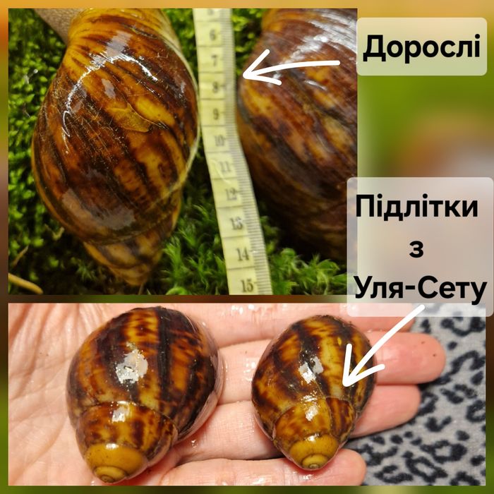 ПодарунковийНабір УляСет2 АрхАхатини Овум