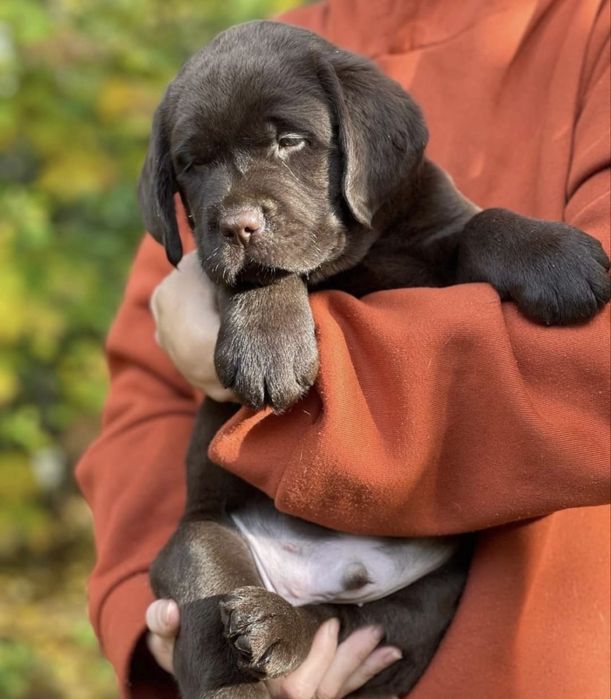 Labrador Retriever cor chocolate