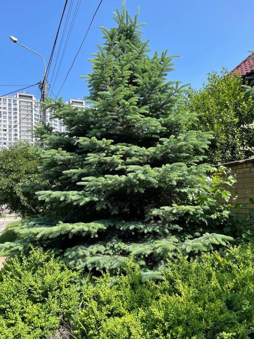 Ель колючая голубая
