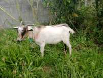 Cabrito macho 6 meses
