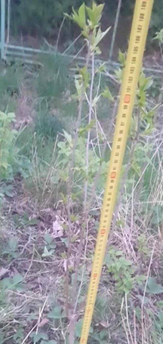 Trzy sadzonki wiśni, bardzo dobra stara odmiana