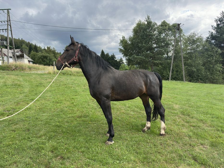 Sprzedam klacz śląską - 9 lat - ŹREBNA ! - zamiana!