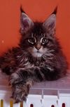 Cudowna koteczka Maine Coon z rodowodem