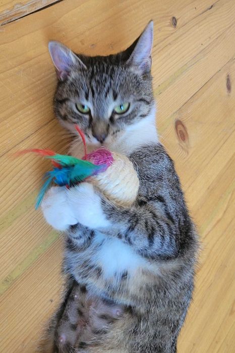 Kotka Osinka po urazie kręgosłupa szuka troskliwego domu.