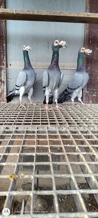 Kariery gołębie kariery