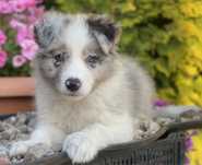 Border Collie dziewczynka Cora do odbioru