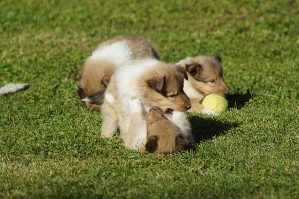 Owczarek Szkocki Długowłosy Collie