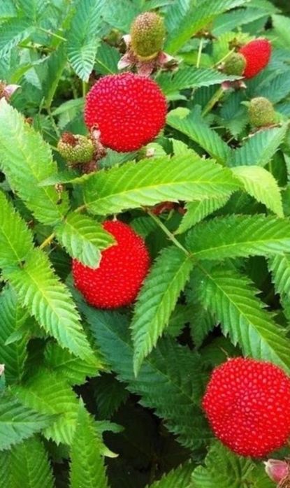 Саджанці мяо мяо  (Тібетьська малина)