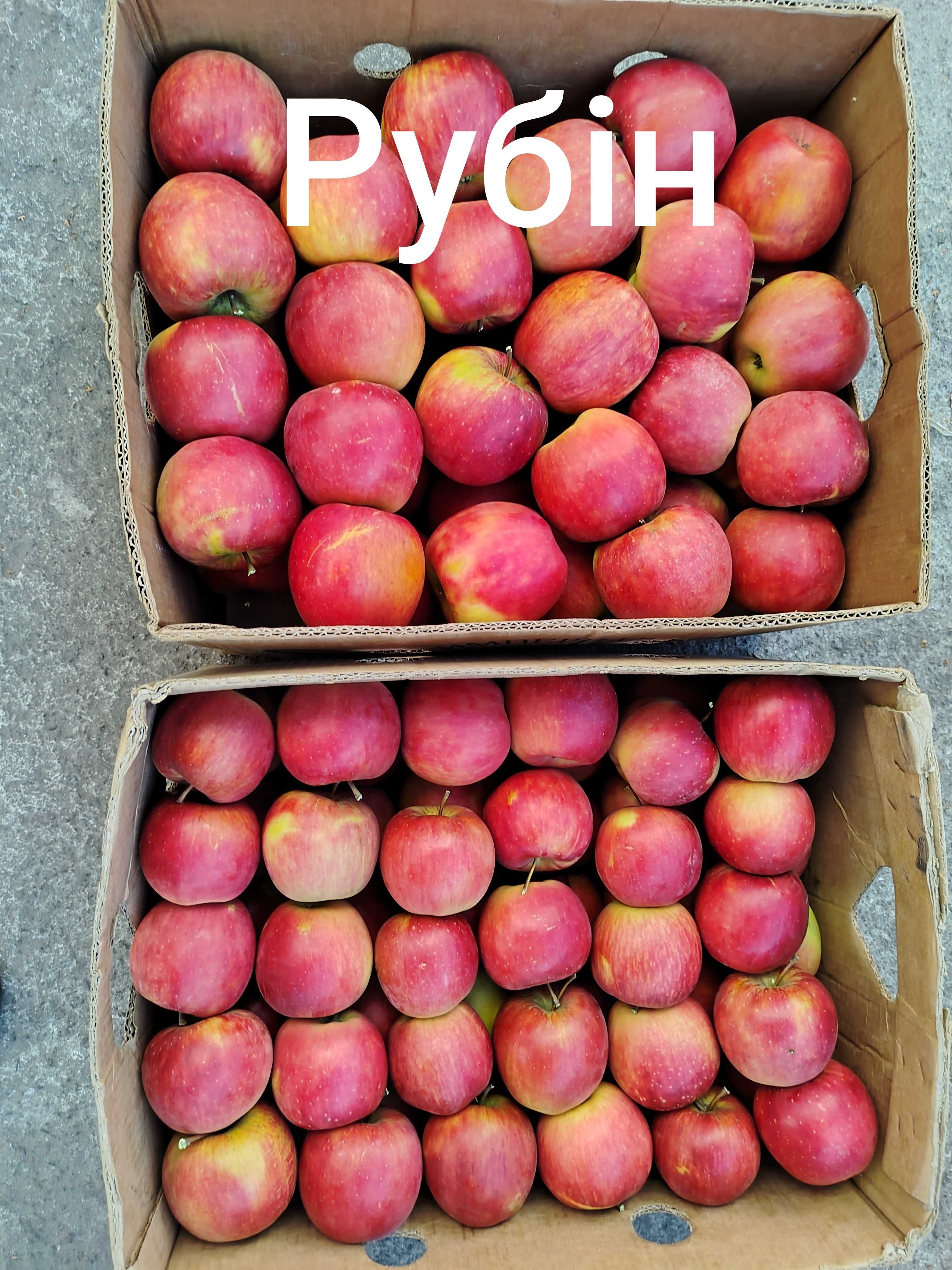 Продам саджанці яблунь