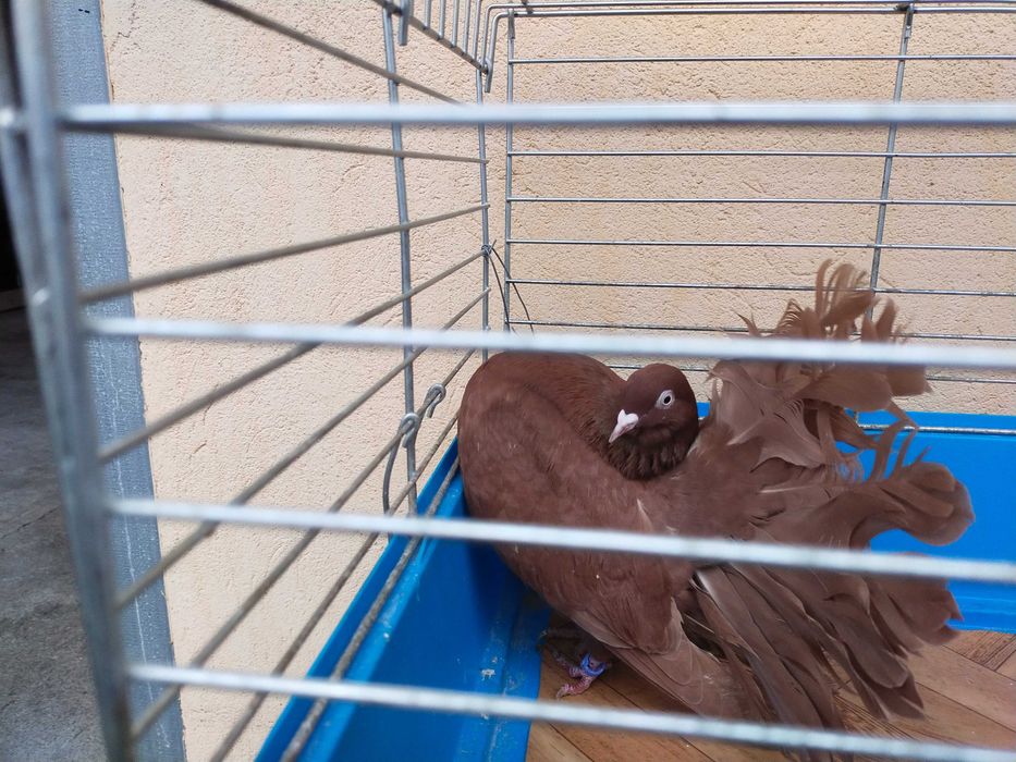 Pawik Pawiki czerwone STARY TYP 2025 r.