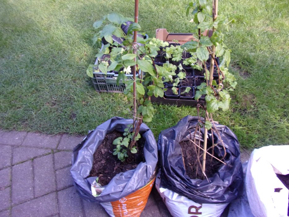 powojniki clematis biały 20zł odbiór w Olsztynie