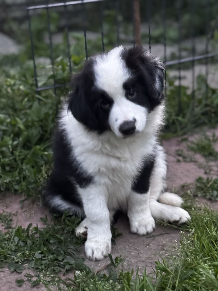 Border collie FCI suczka   linia show