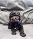 Samiec Lagotto Romagnolo ( Chico) FCI