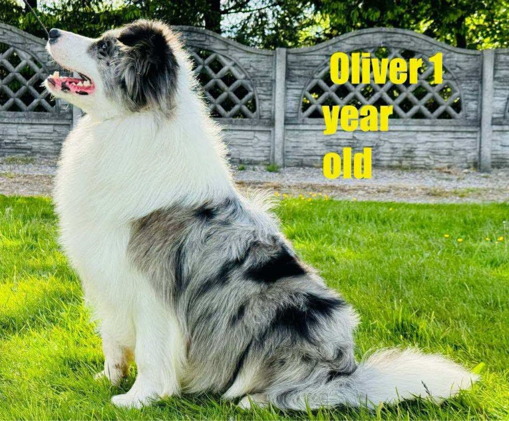 Border Collie  piesek FCI