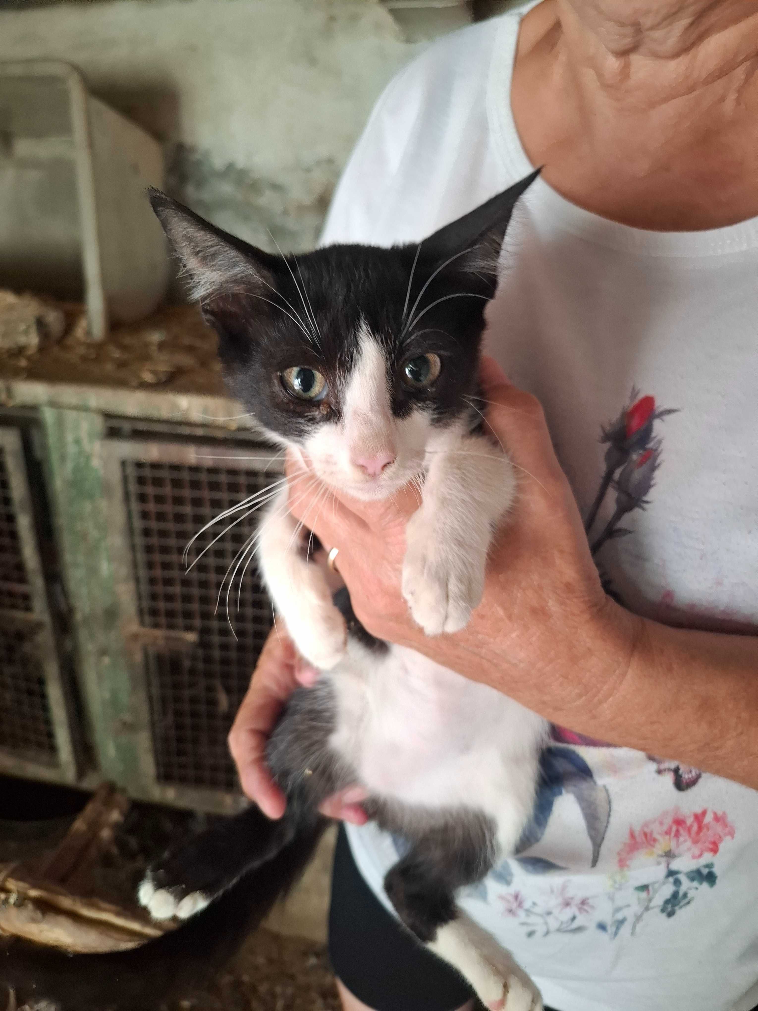 Gatinhos bebés cercas 3 meses